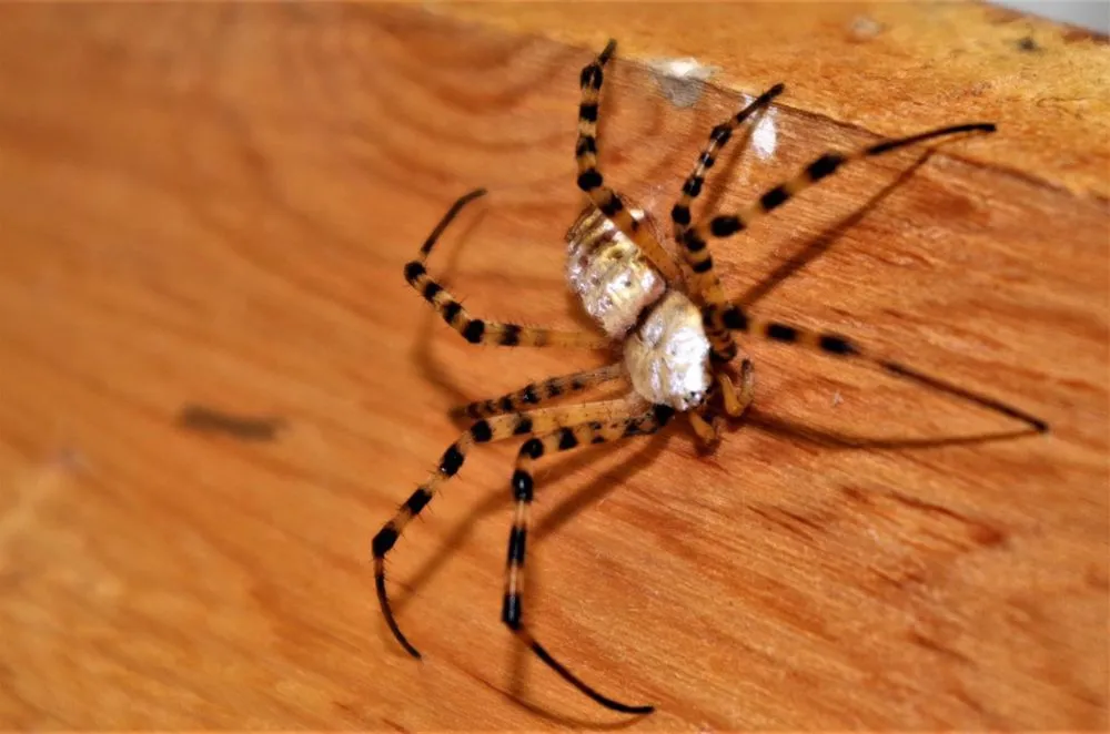 Top-rated yard maintenance for residential properties across Redding, CA - Woods Pest Control