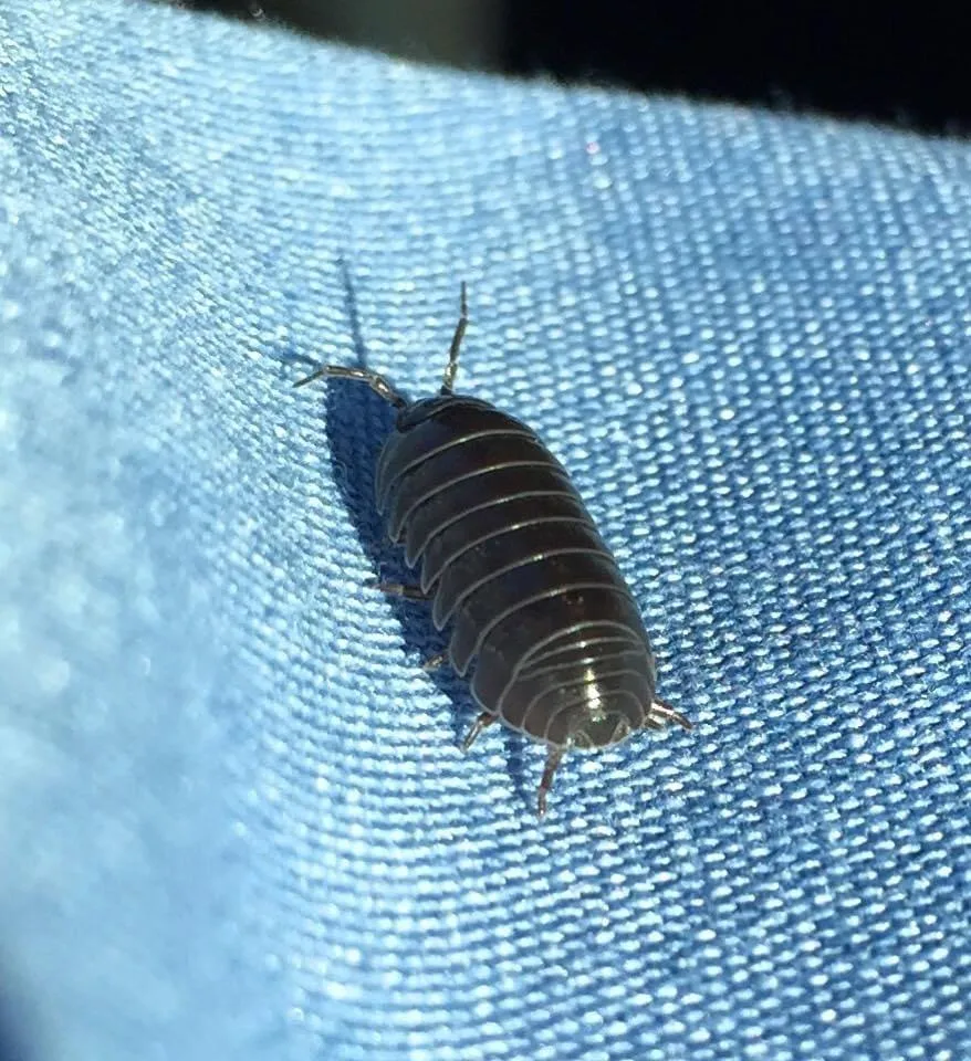 Affordable landscape design for beautiful yards across Redding, CA - Woods Pest Control