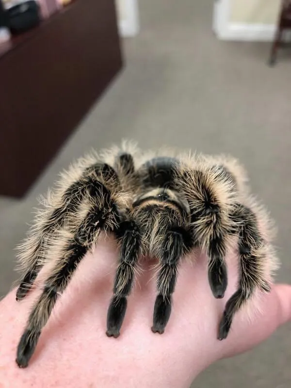 Professional outdoor landscaping for homes across Redding, CA - Woods Pest Control