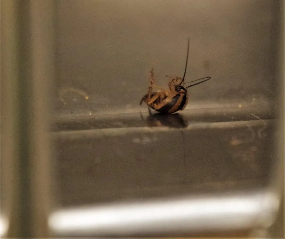 Top-rated outdoor landscaping for outdoor upgrades across Redding, CA - Woods Pest Control