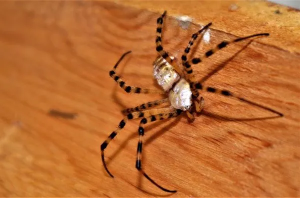 Woods Pest Control Logo