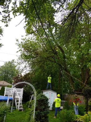 Woods Tree & Lawn Service