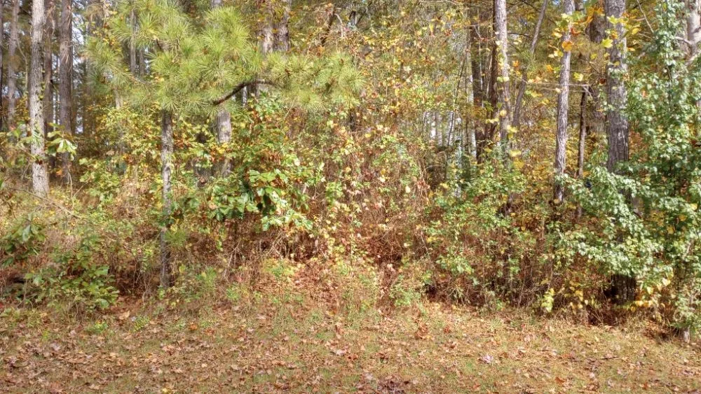 Expert lawn mowing service for outdoor upgrades across Acworth, GA - Woodscrapers Land Solutions