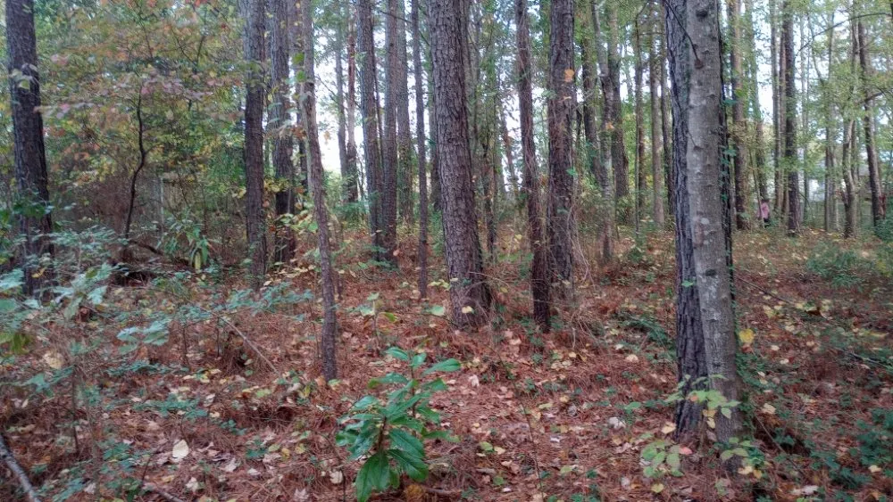 Custom yard cleanup service experts serving Acworth, GA - Woodscrapers Land Solutions