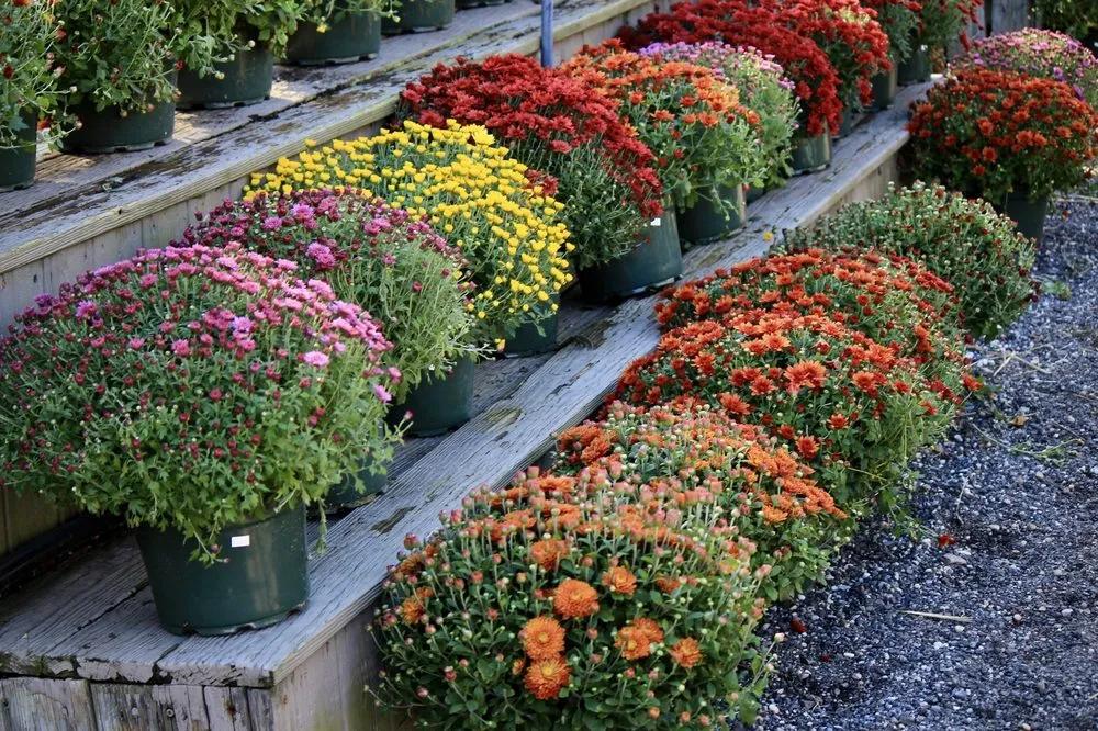 Affordable outdoor landscaping for homes across Patchogue, NY - Woodside Nursery & Garden Center