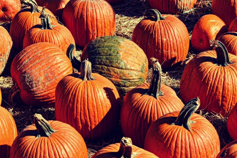 Trusted lawn care service in Patchogue, NY by Woodside Nursery & Garden Center