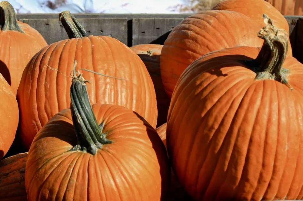 Custom landscaping services in Patchogue, NY - Woodside Nursery & Garden Center