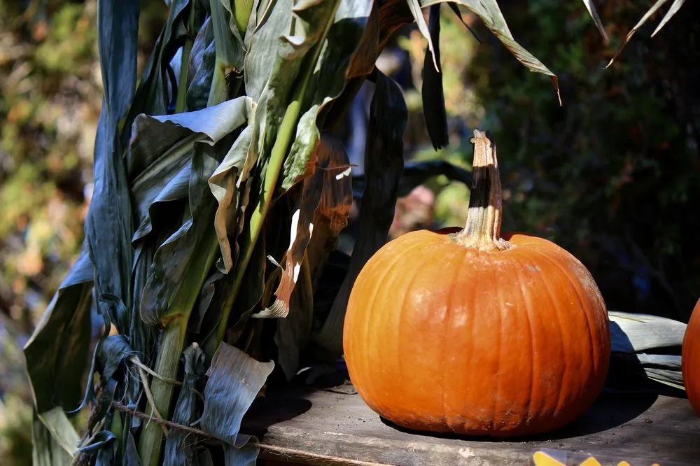 Expert yard cleanup service in Patchogue, NY by Woodside Nursery & Garden Center