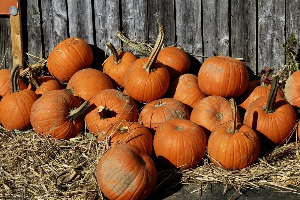 Trusted lawn care service for homes across Patchogue, NY - Woodside Nursery & Garden Center