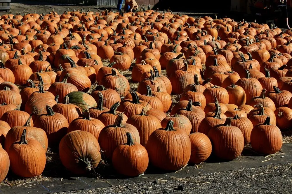 Trusted yard maintenance for residential properties across Patchogue, NY - Woodside Nursery & Garden Center