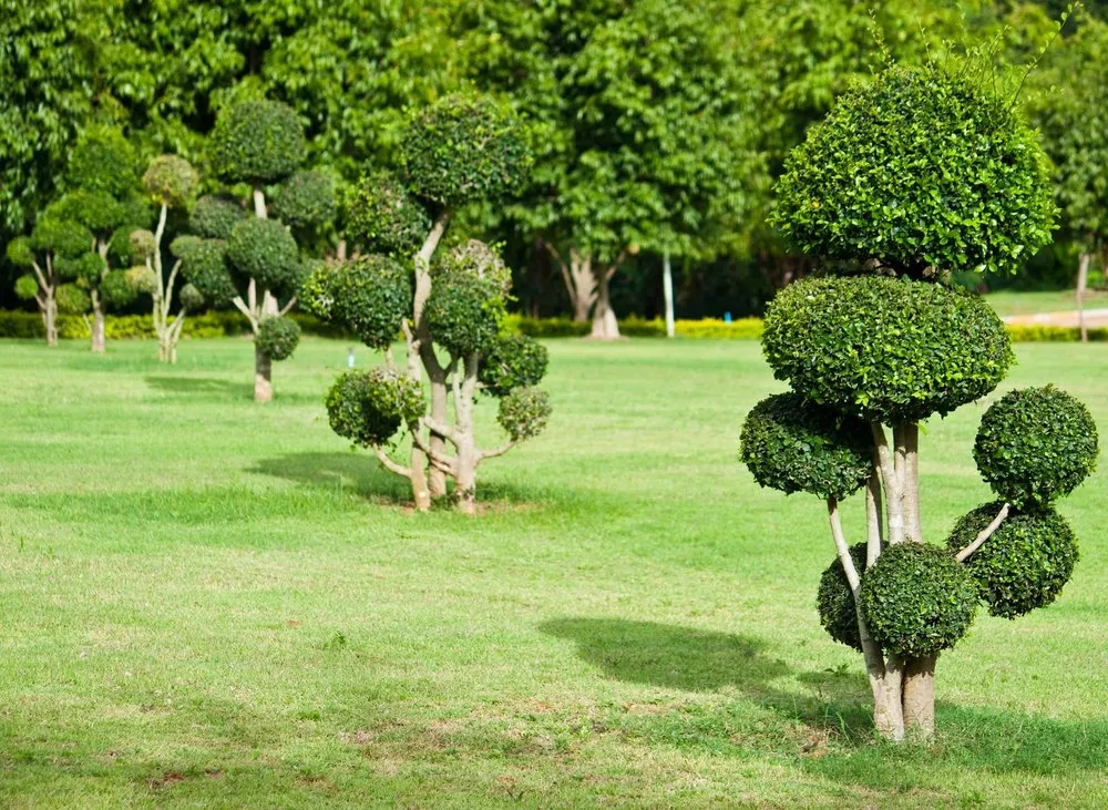 Expert yard cleanup service in Muskogee, OK by Woodworth Lawn Ground Maintenance and Tree Service