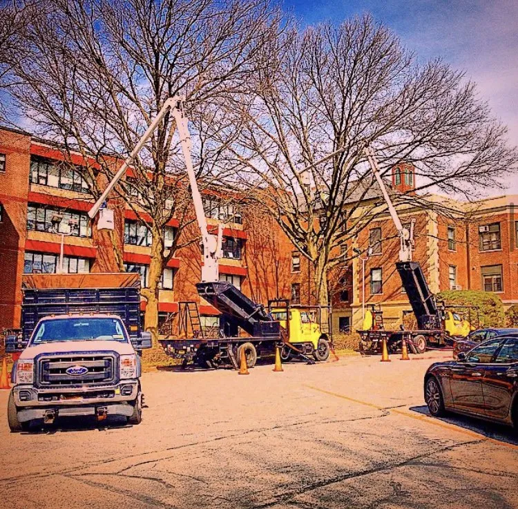 Local lawn care service for beautiful yards across Glen Cove, NY - Woody Tree Service