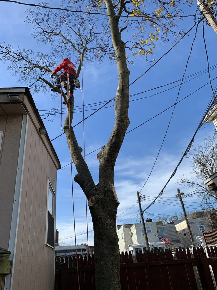 Professional landscaping services experts serving Brooklyn, NY - Woody Woodpecker Tree Service