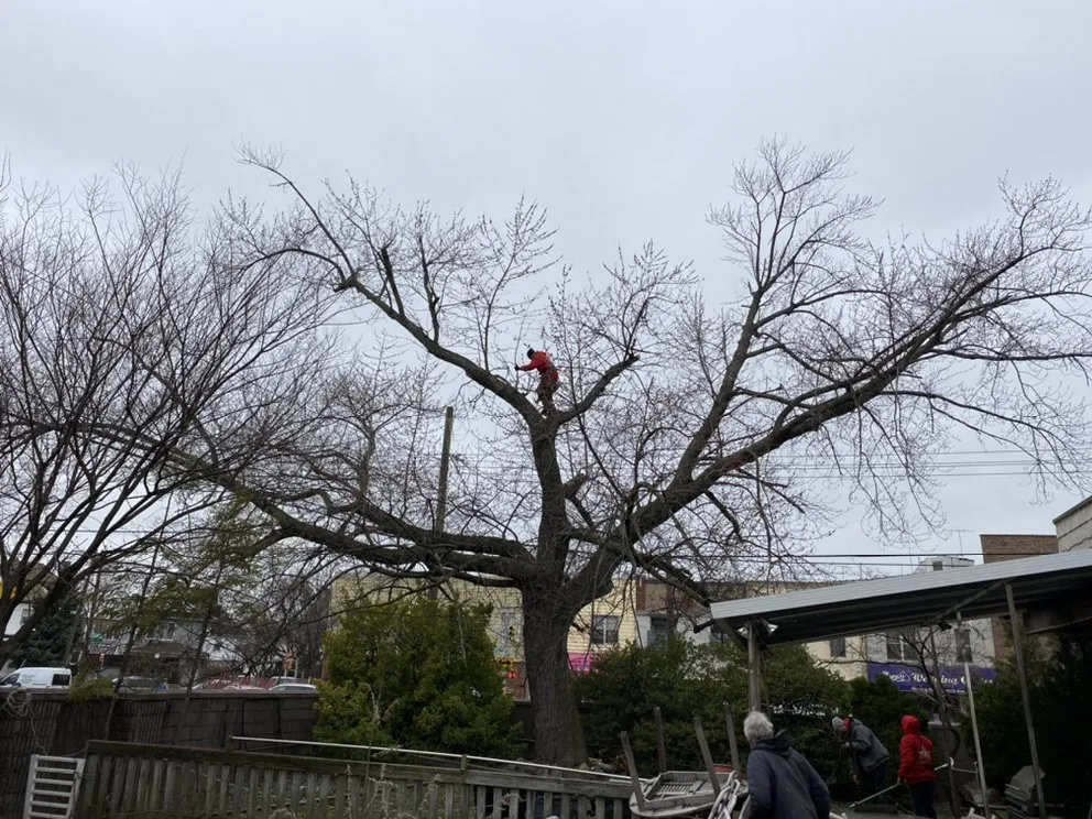 Professional garden landscaping with custom design in Brooklyn, NY by Woody Woodpecker Tree Service