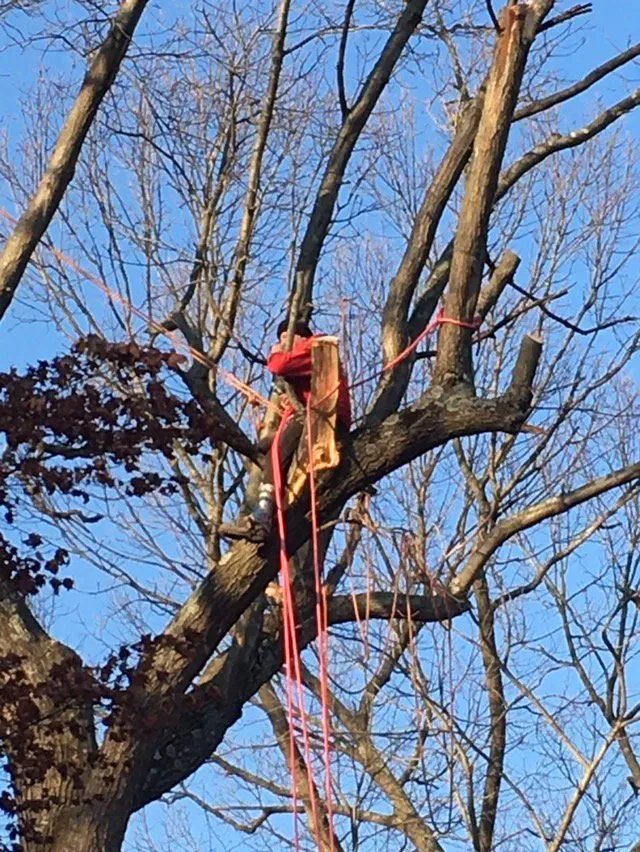 Reliable lawn care service for year-round maintenance across Brooklyn, NY - Woody Woodpecker Tree Service