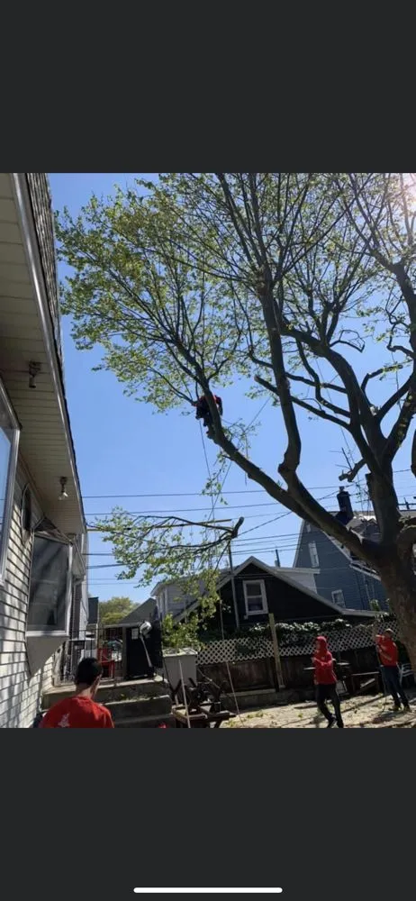 Local lawn care service in Brooklyn, NY by Woody Woodpecker Tree Service