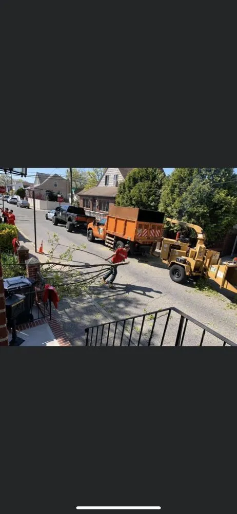 Reliable yard cleanup service experts serving Brooklyn, NY - Woody Woodpecker Tree Service