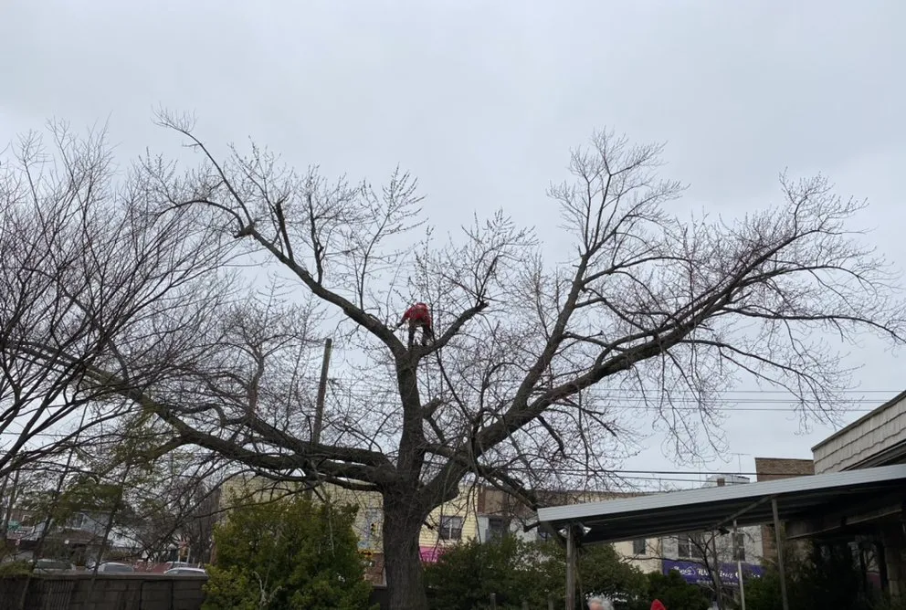 Reliable outdoor landscaping in Brooklyn, NY - Woody Woodpecker Tree Service