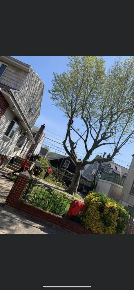 Expert outdoor landscaping in Brooklyn, NY - Woody Woodpecker Tree Service