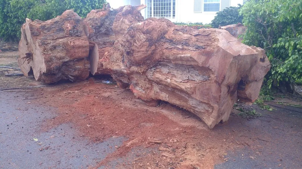 Trusted yard cleanup service in Delray Beach, FL by Woody's Crew - Tree and Landscape