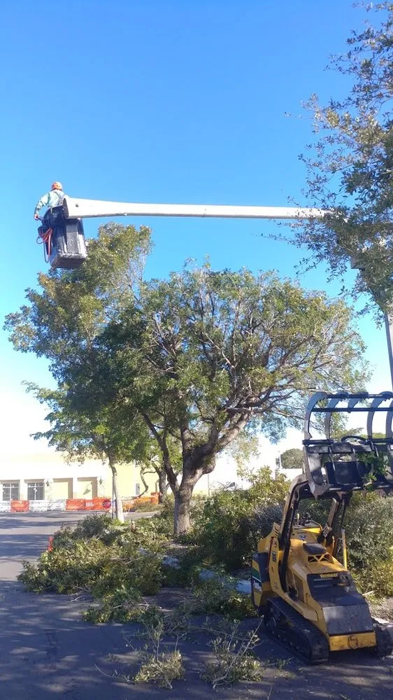 Reliable yard maintenance in Delray Beach, FL - Woody's Crew - Tree and Landscape