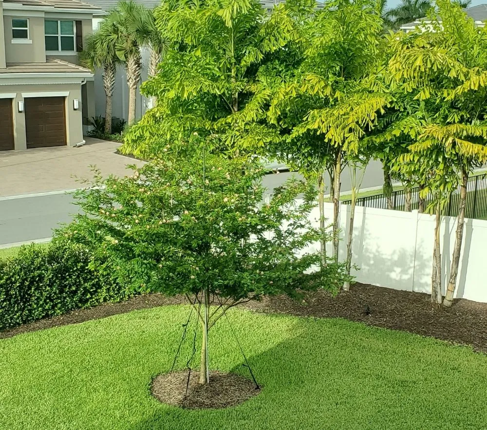 Local landscaping services in Delray Beach, FL - Woody's Crew - Tree and Landscape