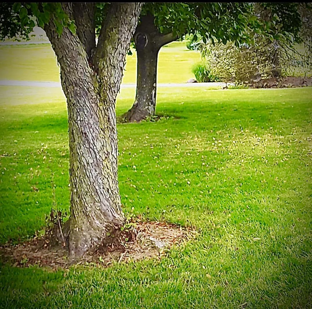 Professional residential landscaping experts serving Murrells Inlet, SC - Woody’s Lawncare