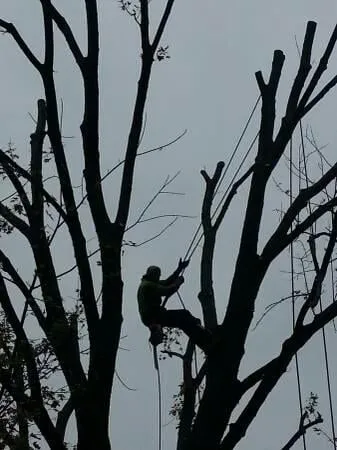 Affordable landscaping services for residential properties across Saint Louis, MO - Woolbright's Lawn & Tree Service