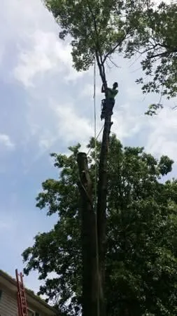 Professional landscape design experts serving Saint Louis, MO - Woolbright's Lawn & Tree Service