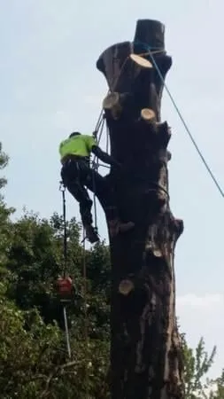 Top-rated landscape installation in Saint Louis, MO - Woolbright's Lawn & Tree Service