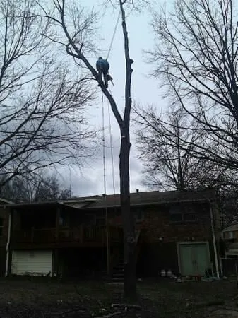 Local residential landscaping experts serving Saint Louis, MO - Woolbright's Lawn & Tree Service