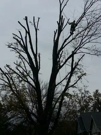 Reliable landscape design with custom design in Saint Louis, MO by Woolbright's Lawn & Tree Service