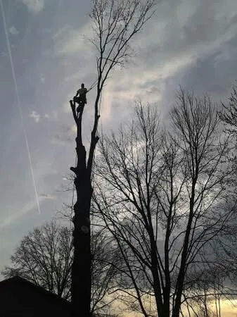 Expert lawn care service in Saint Louis, MO - Woolbright's Lawn & Tree Service