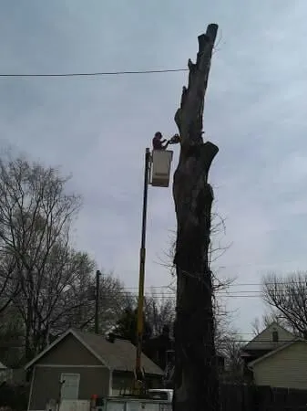 Local yard cleanup service in Saint Louis, MO by Woolbright's Lawn & Tree Service