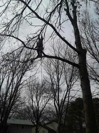 Reliable landscape installation for year-round maintenance in Saint Louis, MO by Woolbright's Lawn & Tree Service