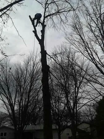 Local yard maintenance experts serving Saint Louis, MO - Woolbright's Lawn & Tree Service