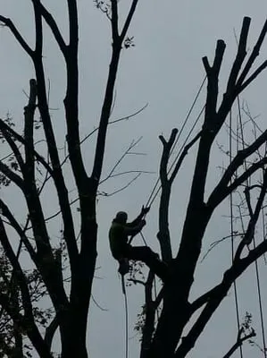 Woolbright's Lawn & Tree Service Logo