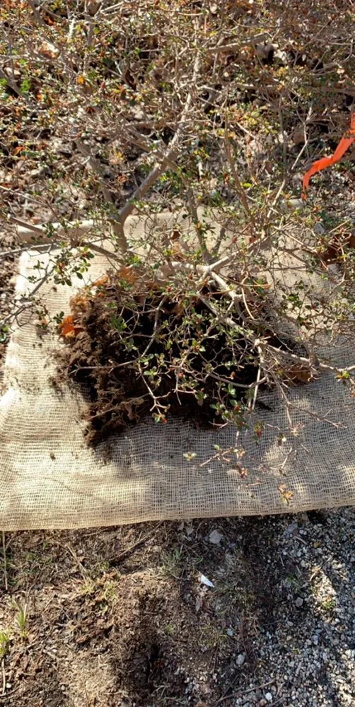 Professional lawn mowing service experts serving Marshfield, MA - Word of Mouth Cleaning and Landscaping