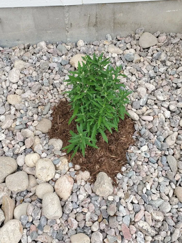 Professional yard maintenance in Fort Collins, CO - Word of Mouth Landscaping