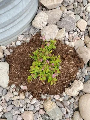 Word of Mouth Landscaping Logo