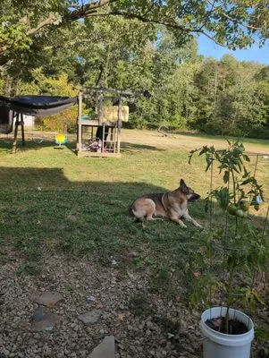 Word of mouth lawn maintenance