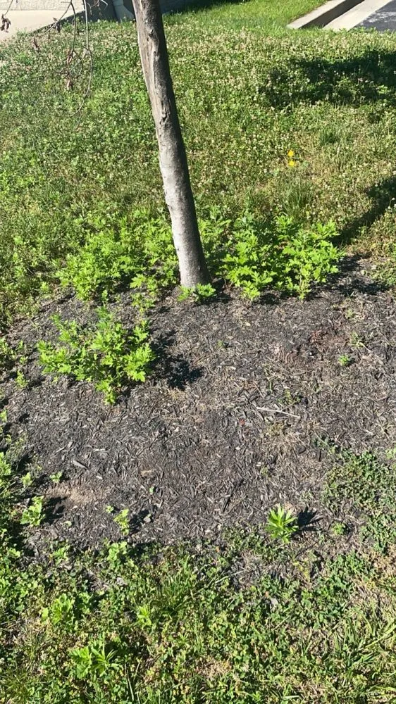 Reliable outdoor landscaping in Crofton, MD - Work by Rylan