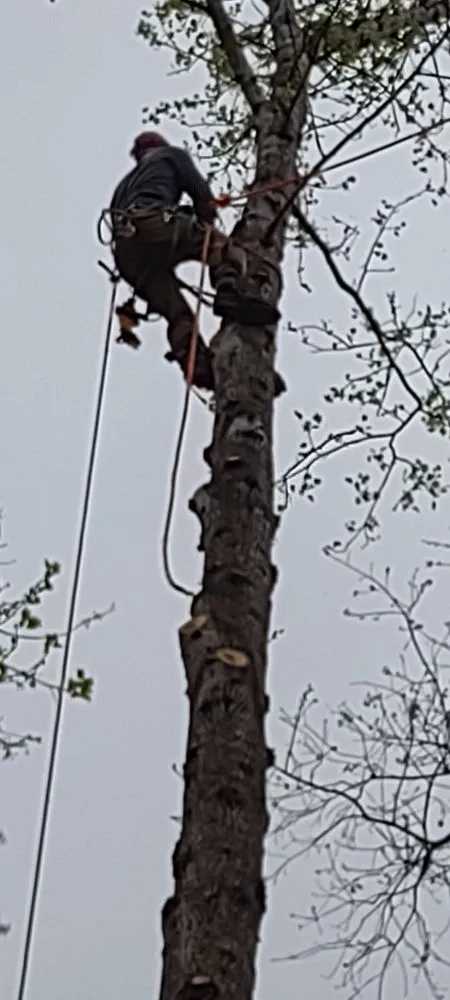 Trusted landscaping services in Louisa, VA by Work Hard Play Hard Tree and Landscaping Services