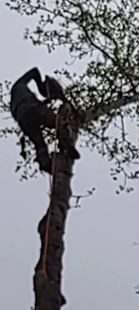 Affordable outdoor landscaping for homes in Louisa, VA by Work Hard Play Hard Tree and Landscaping Services