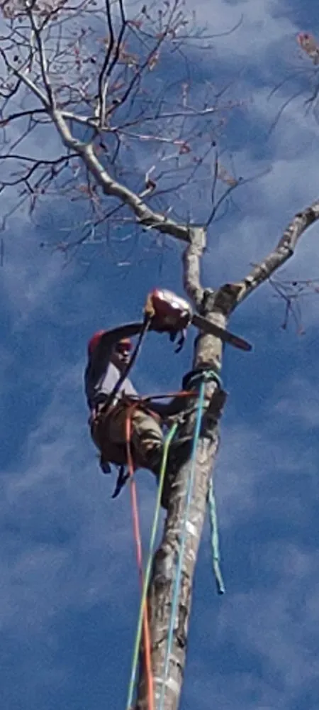 Reliable landscape installation near you in Louisa, VA by Work Hard Play Hard Tree and Landscaping Services