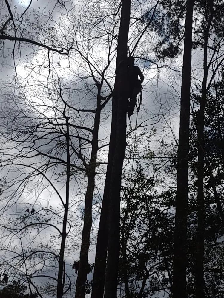 Top-rated landscaping services experts serving Louisa, VA - Work Hard Play Hard Tree and Landscaping Services