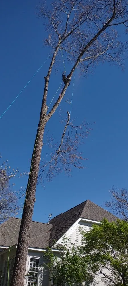 Expert yard cleanup service in Louisa, VA - Work Hard Play Hard Tree and Landscaping Services