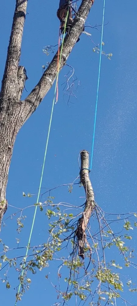 Professional lawn mowing service in Louisa, VA by Work Hard Play Hard Tree and Landscaping Services