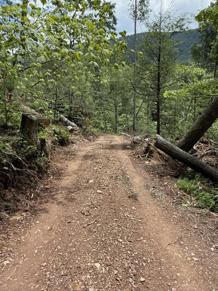 Trusted landscaping services for residential properties in Louisa, VA by Work Hard Play Hard Tree and Landscaping Services