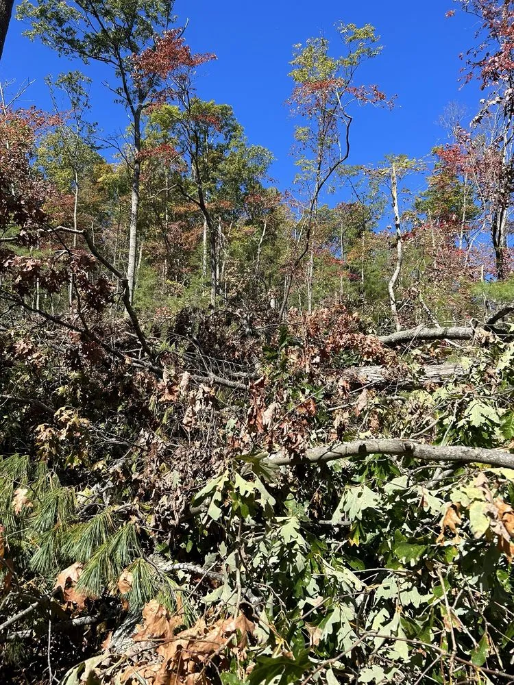 Top-rated outdoor landscaping experts serving Louisa, VA - Work Hard Play Hard Tree and Landscaping Services